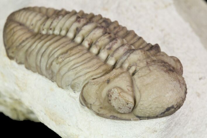 Detailed, Long Kainops Trilobite - Oklahoma #95690